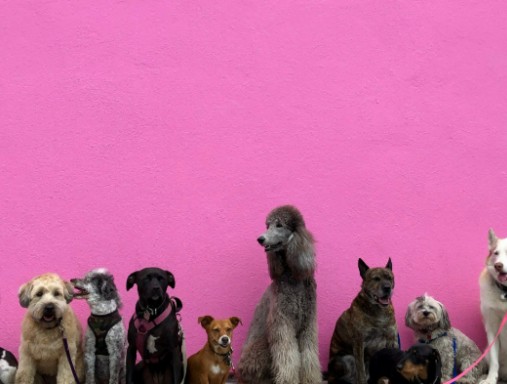 Group of dogs