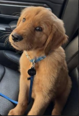 Golden retriever puppy